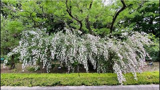 【サラサウツギ】愛知県植木センター2024年5月下旬 [upl. by Eizle793]