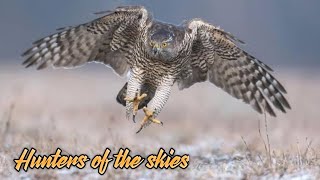 GOSHAWK HUNTENS OF THE SKIES  हिंदी डॉक्युमेंट्री  Wildlife Documentary in Hindi [upl. by Volnak]