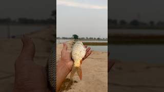 She was no more fishfarming fishing fishfarmer fish goldenfish [upl. by Mukund739]