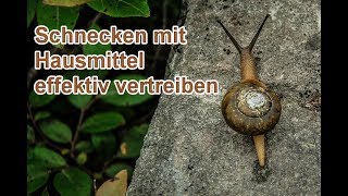 Schnecken im Garten bekämpfen OHNE Gift  Schnecken natürlich vertreiben mit Hausmitteln 🐌 [upl. by Toscano748]