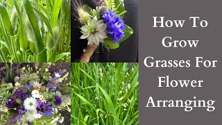 How To Grow Ornamental Grasses For Flower Arranging [upl. by Anileva688]