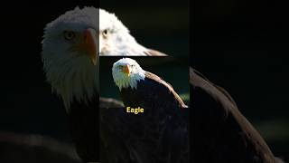 Eagle 🦅🦅 shorts viral [upl. by Acireh]