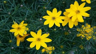 Rosy Hardy Presents Coreopsis verticillata Zagreb [upl. by Winthorpe70]