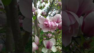 youtubeshorts Magnolia Beautiful Magnolia Dolly horn blooms nature [upl. by Cardon705]