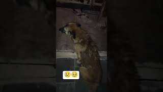 Lovely dogy ❤️🥹cartoon doglover love sad edit keşfet explore moodoffstatus animals [upl. by Ahsinej]