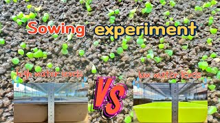 Sub A sowing experiment l lithops [upl. by Eillek]