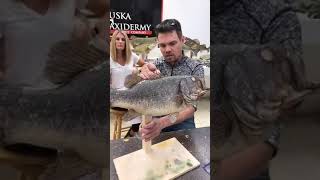 Learn Taxidermy Fish Fin Treatment amp Repair [upl. by Adigun]