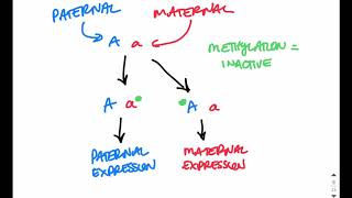 PraderWilli vs Angelman Syndrome [upl. by Arleyne364]