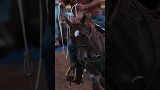 Majestic animal rodeo tollesonmack horse horses horseriding [upl. by Gasperoni]