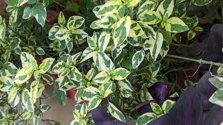 12 beautiful foliage plants which give color to garden [upl. by Molloy]