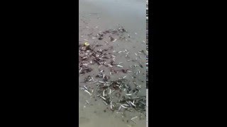 Peces en Playa y Aves  Mejillones Chile [upl. by Agathe]