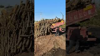 Unload Apple Tree Logs For Carbonization To Make Charcoal [upl. by Tare]