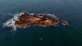 4K Views Of Matinicus Isle Plantation Maine’s Black Ledge Seals [upl. by Man]