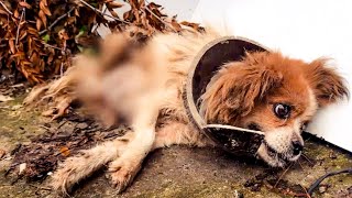 Seeing her neck stuck by a earthenware jarWe were in tearsHer pain is a heartbreaking nightmare [upl. by Libby]