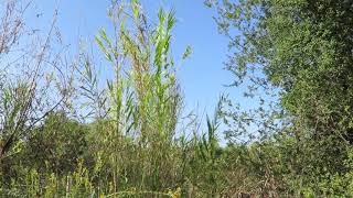 Arundo donax [upl. by Gnud]