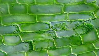 TimeLapse Cytoplasmic Streaming in Elodea by Mr Ralph Grimm [upl. by Ynaffit]