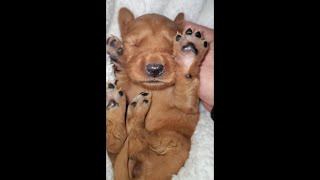 Golden retriever puppies needing homes [upl. by Conny]