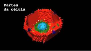 Célula hepatócito estrutura 3D [upl. by Chiou]