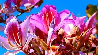 Orchid Tree Bauhinia variegata La Costa California [upl. by Giff]