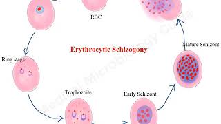 Plasmodium falciparum life cycle animation [upl. by Entsirhc]