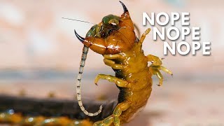 Centipedes The Ultimate Nopes [upl. by Launce]