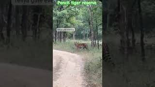 2 Tigers live in safari Tigers safari Tigers wildlife viralvideos [upl. by Cacilie]