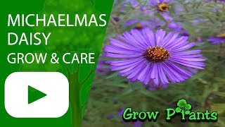 Michaelmas daisy  grow and care Aster [upl. by Hallsy44]