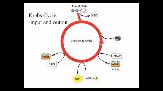 1140 Glycolysis Pyruvate Oxidation and Krebs Cycle Video [upl. by Ahsiugal828]