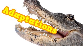 What are Adaptations Definition  examples of adaptations to different ecosystems eating amp more [upl. by Monafo34]