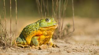 African Bullfrog The Worlds Toughest Amphibian [upl. by Nappie]