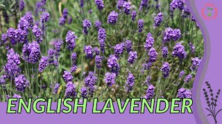 ENGLISH LAVENDER Growth Growing and Care Tips Lavandula angustifolia [upl. by Nolasba]