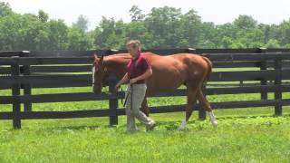 Hanging with Matt  Untouched Yearlings amp Preparing for the Biggest Reining Show of 2023 [upl. by Pacien378]