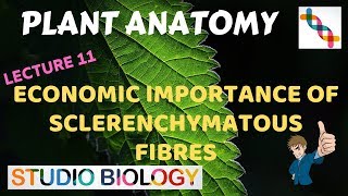 Plant Anatomy 11 – Economic Importance of Sclerenchymatous Fibres [upl. by Reaht359]