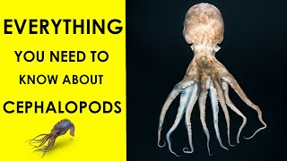 Mysteries of Cephalopods A Beginners Guide [upl. by Akerboom546]