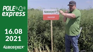 Rzepak ozimy Kwazar  POLE express Agrosimex [upl. by Klehm]