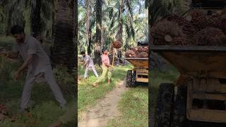 Malaysia plantation palmoil ytshorts loading malaysia viralshort shorts new plantation [upl. by Manara]