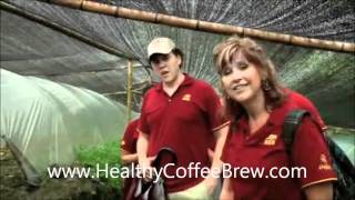 Organo Gold Ganoderma [upl. by Odilo]