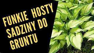 Hosty funkie sadzimy do gruntu Idealne rośliny do półcienia gleba lekko kwaśna  trochę torfu [upl. by Marius386]