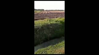 onion fields harvestingfarmersvegetables [upl. by Diarmit]