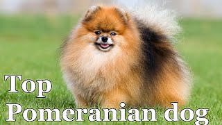 Cute Pomeranian dog Teddy Bear style 020 pomeranians pomeraniandogs cutepomeranian [upl. by Girard]