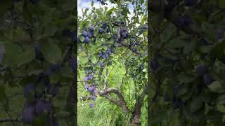 4K Video Italian Prune Plum short TreeBeautiful prune Plum Tree In America 2021Fresh Plum Picking [upl. by Pengelly]