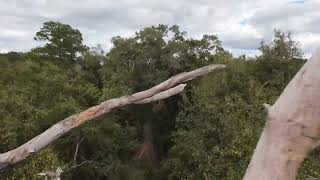 Slocomb Alabama and the nature Trail from the Drone view￼ [upl. by Andria]