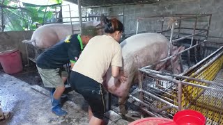 Bringing a large fat sow to the farrowing pen to wait for her to give birth starting a new cycle [upl. by Paviour]