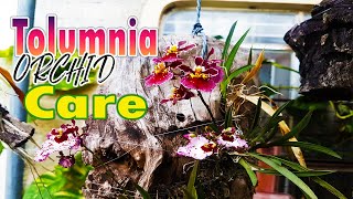 Tolumnia Orchid Care [upl. by Pretrice]