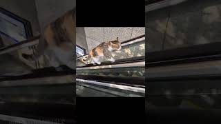 Curious Cat Takes on the Escalator shorts trending CatAdventures curiouskitty escalatorcat [upl. by Analad]