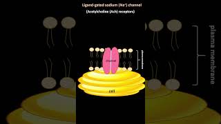 Ligand gated ion channel or Beehive [upl. by Melody]