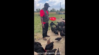 Farming In Africa  Chicken Farming In Africa  Pasture raised chickens  Zimbabwean Chicken Farmer [upl. by Mclaurin]