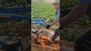 cool tractor to harvest sweet potatoes quickly shorts farming agriculture garden [upl. by Arada909]