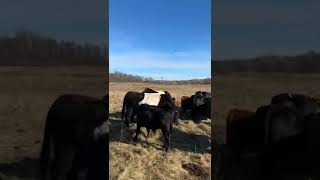 Belted Galloway compared to Dexter Cattle [upl. by Avivah589]