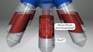 Isolate Highly Purified Cells for HLA Analysis with RosetteSep™ Immunodensity Cell Isolation [upl. by Jeanette413]